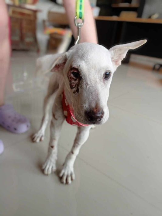 Stray Hit by a Car, Left with a Fractured Skull