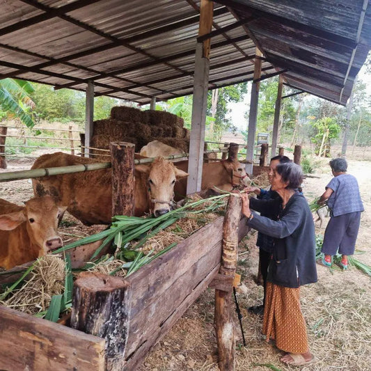 Cows Saved from Slaughter