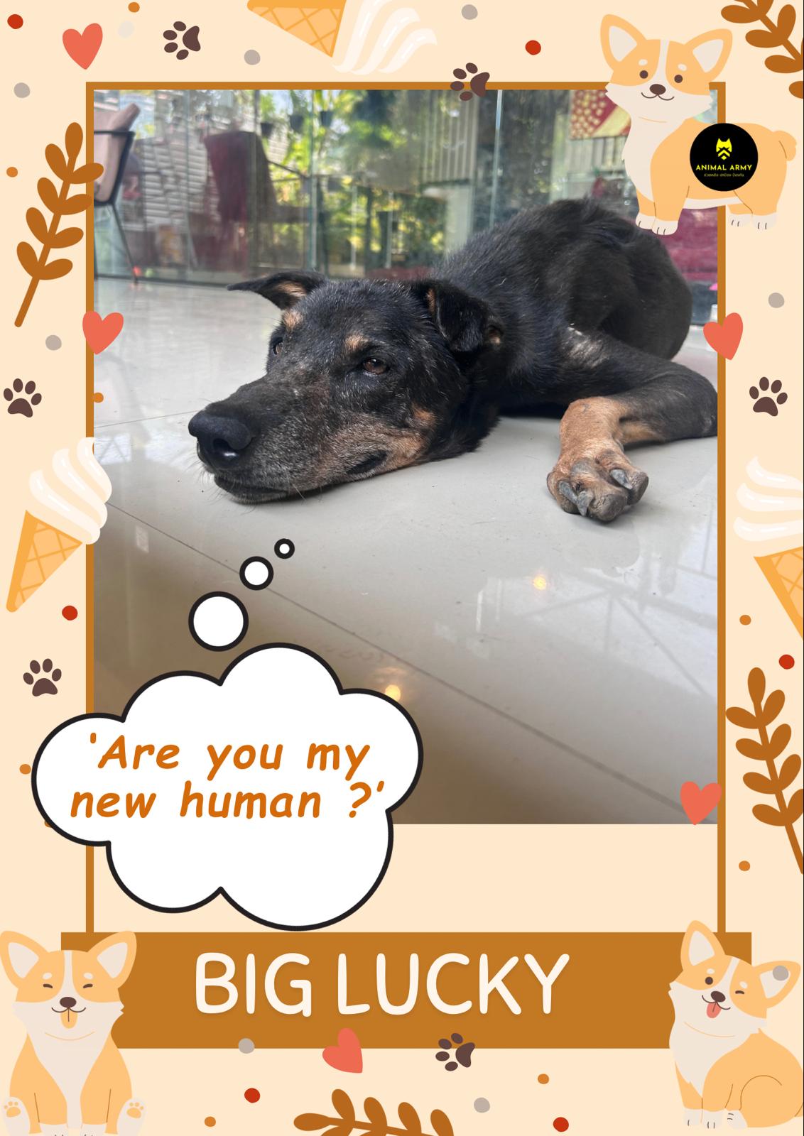 Big Lucky
