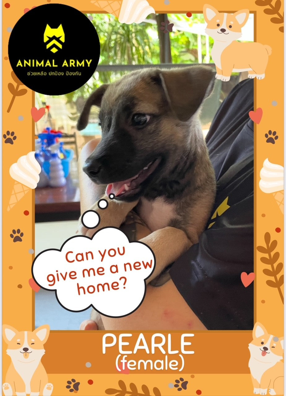 Pearle