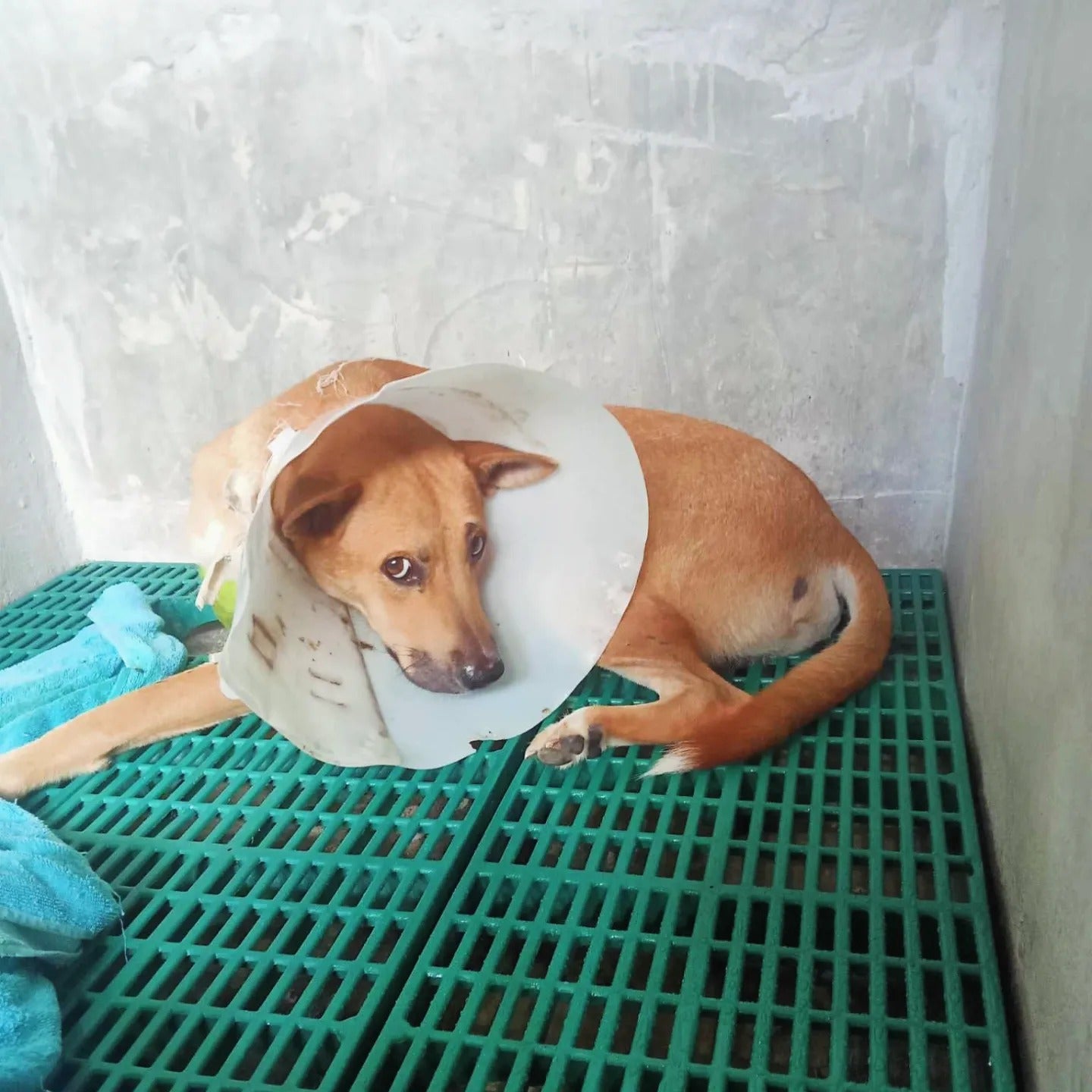 Adopt a Rescue