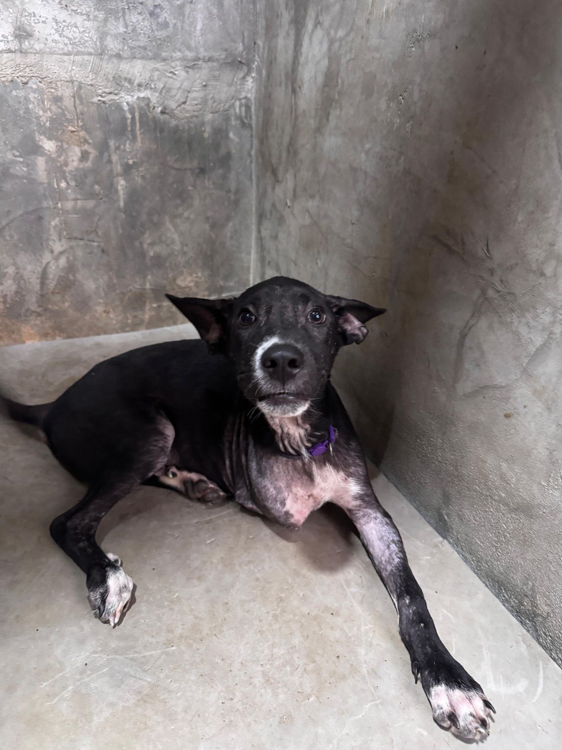 Sponsor Pancho
