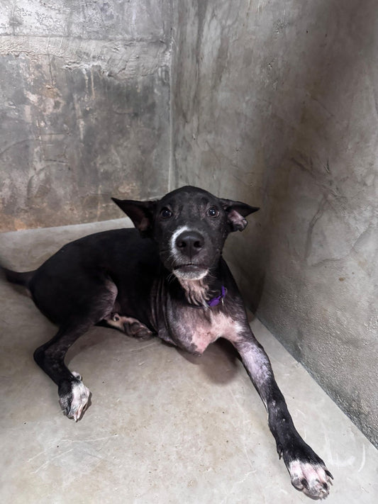 Sponsor Pancho